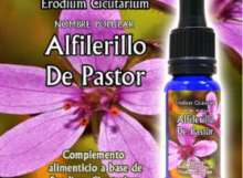 Alfilerillo_de_Pastor